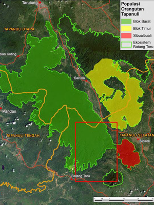 Ketiga blok dengan populasi orangutan Tapanuli serta lokasi pembangunan PLTA Batang Toru dalam kotak merah.