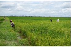 Food Estate di Kapuas dan Pulang Pisau, Petani Untung dan Lahan Makin Produktif