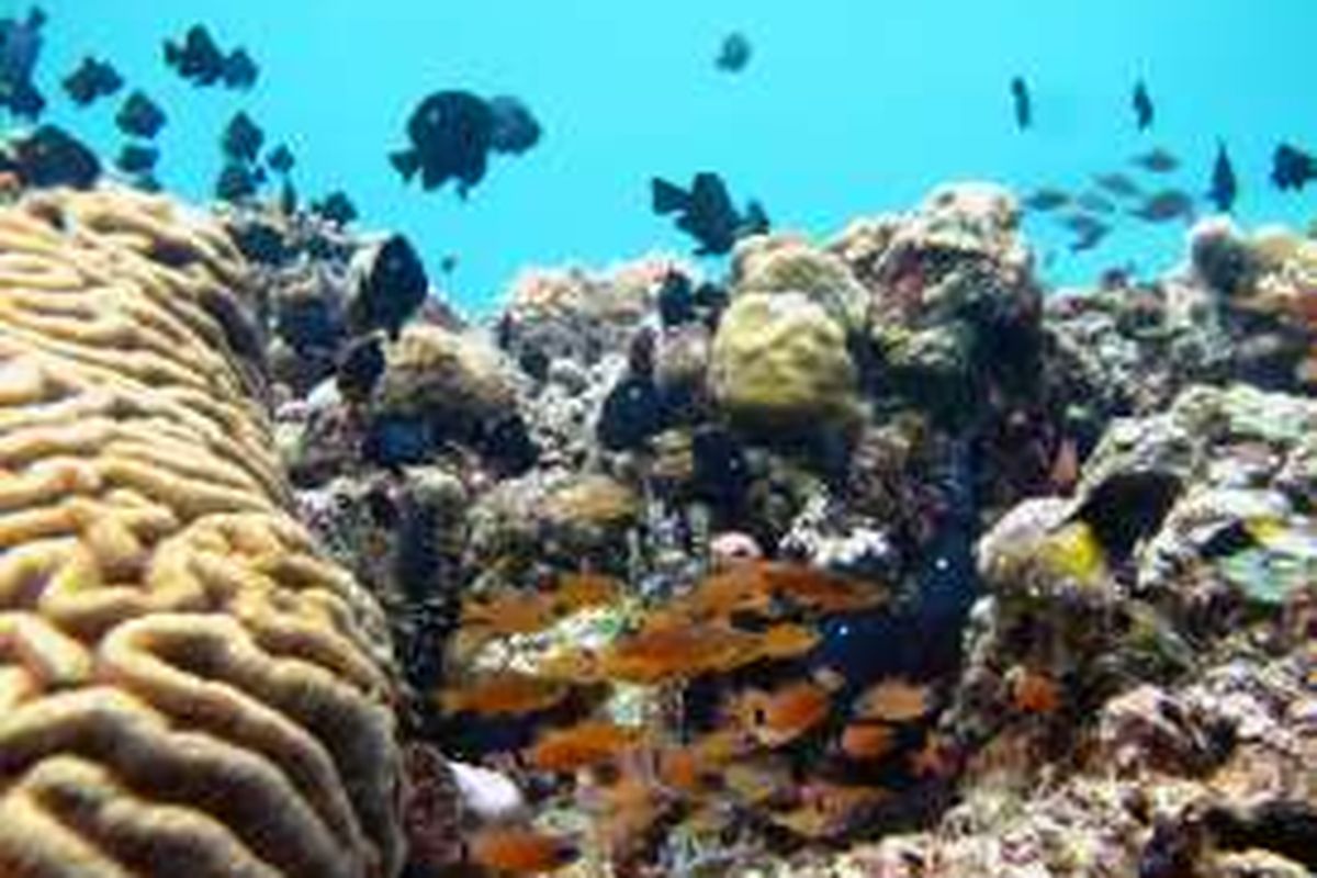 Terumbu karang di Pulau Buton, Sulawesi Tenggara, tak kalah menarik dengan Wakatobi. Laut Teluk Pasarwajo, Kabupaten Buton ini mempunyai 10 spot diving yang indah. Terlihat terumbu karang yang masih terawat baik dipenuhi dengan berbagai jenis ikan.