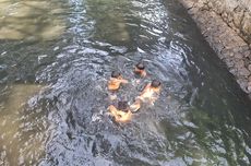 Anak-anak Pademangan Berenang di Kali Mati yang Banyak Ular, Pemkot Jakut: Ancol Bisa Saja Fasilitasi