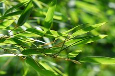Teh hingga Pupuk Kompos, Ini 6 Manfaat Daun Bambu