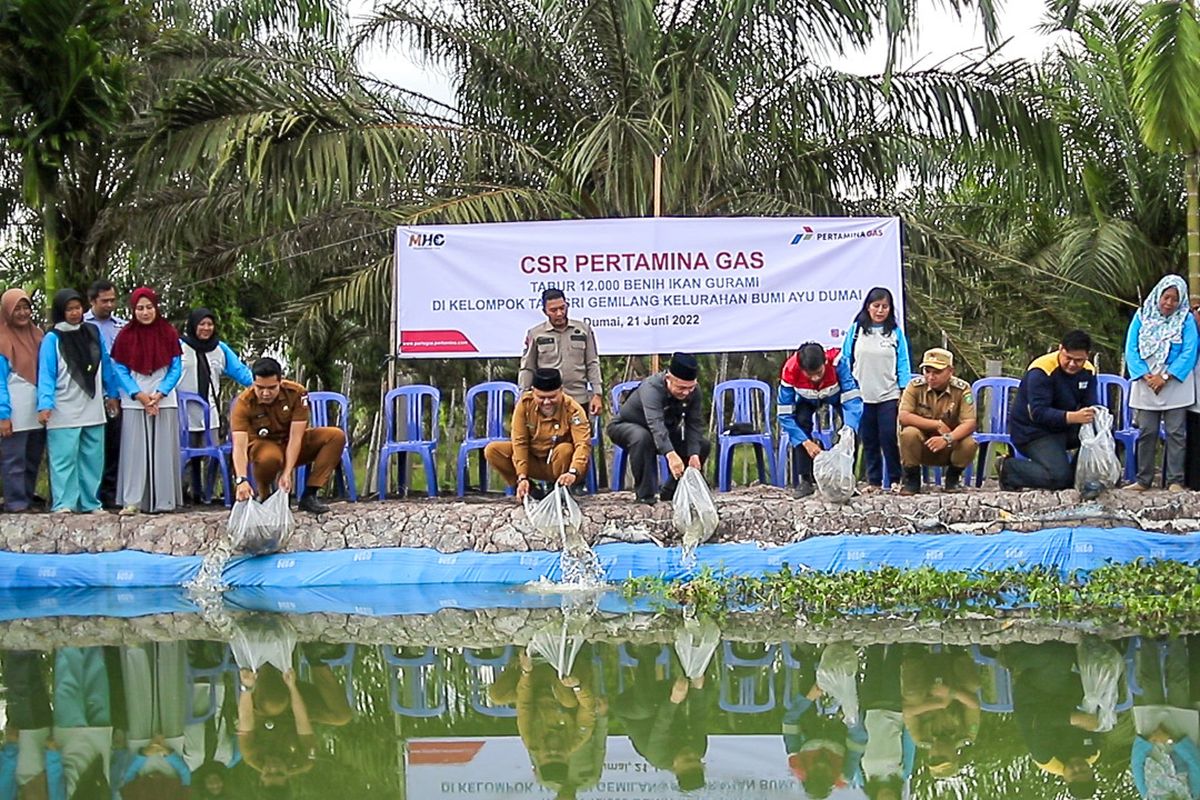 Kegiatan penaburan benih ikan gurami di Dumai dalam rangka pelaksanaan CSR Pertagas