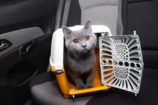 Hati-hati, Kucing Bisa Mabuk Perjalanan Saat Pergi dengan Mobil