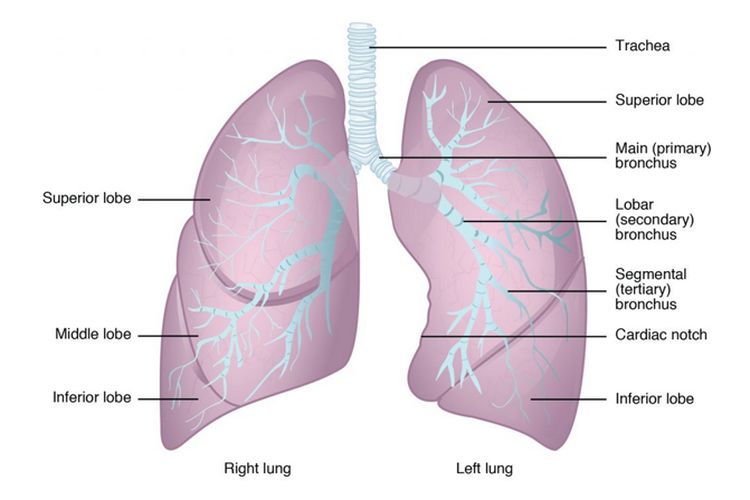 Paru-paru adalah organ manusia yang berpasangan