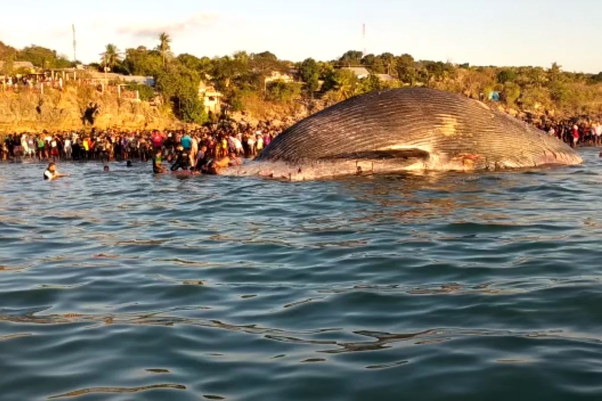PHOTO:Ratusan warga Kupang menyaksikan Paus yang terdampar di Pantai Kelurahan Nunhila, Kecamatan Alak, Kota Kupang