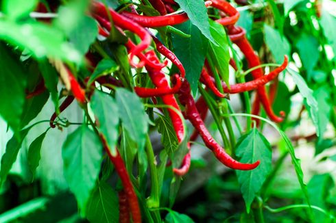 Cara Mengendalikan Hama Lalat Buah Tanaman Cabai Merah Keriting