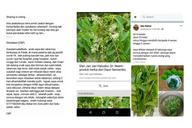 Status Facebook soal manfaat daun mimba untuk menyembuhkan virus corona. 
