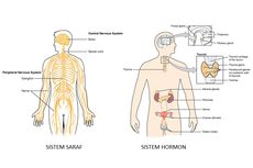 Perbedaan Sistem Saraf dan Sistem Hormon