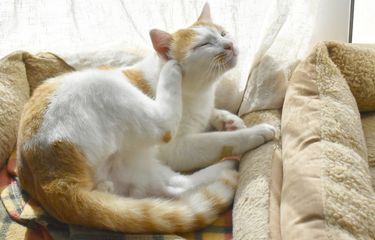 Ketahui, Ini Ragam Penyebab Kulit Gatal pada Kucing