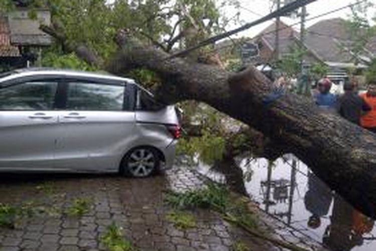 Pohon berusia puluhan tahun roboh terkena angin kenjang disertai hujan di Kota Malang, Jawa Timur, Selasa (05/11/2013). Ada 6 mobil yang tertimpa pohon tersebut.