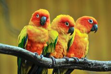 5 Burung Berwarna Kuning yang Dapat Dipelihara di Rumah