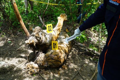 Polisi Tangkap 2 Tersangka Pembunuh 3 Harimau Sumatera