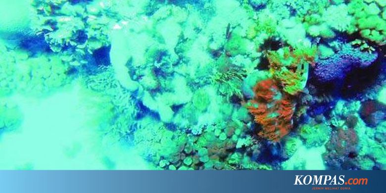 Quot Surganya Quot Alor Di Selat Pantar Halaman All Kompas Com