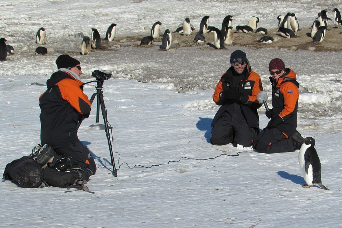 Ilustrasi ilmuwan meneliti kehidupan penguin di benua es, Antartika.