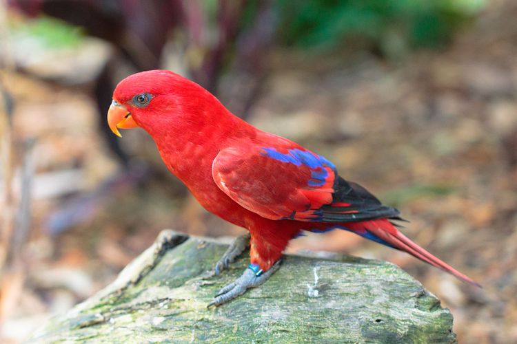 Ilustrasi nuri maluku (Eos bornea). BKSDA Maluku mengamankan dua nuri maluku dari kapal nelayan di Pelabuhan Banda. Satwa dilindungi itu akan direhabilitasi sebelum dilepasliar.