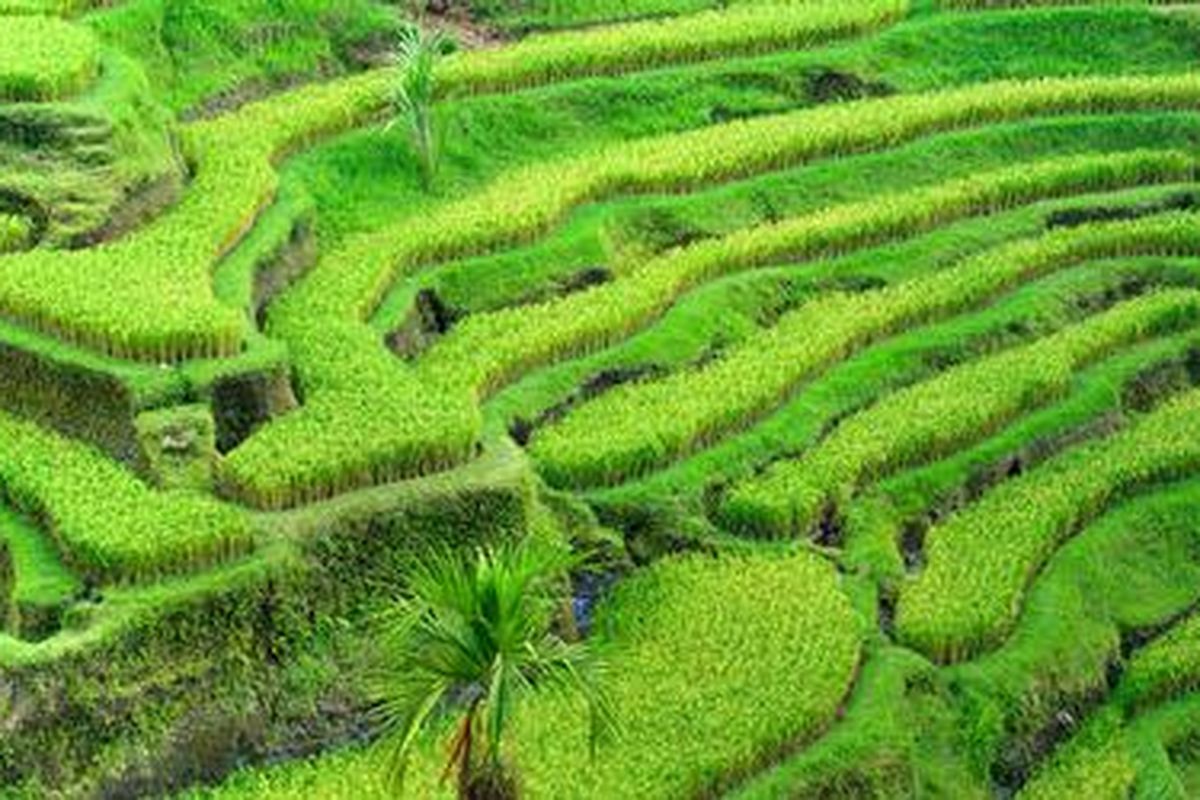 Terasering di Ubud, Bali.