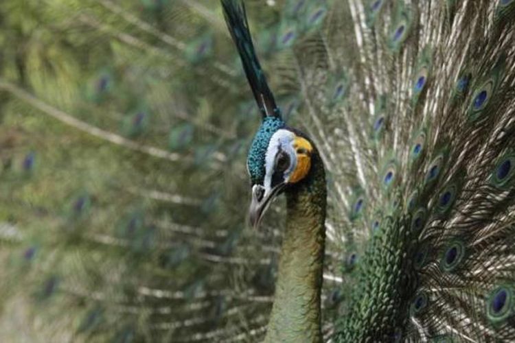 Koleksi burung merak di Kebun Binatang Gembira Loka, Daerah Istimewa Yogyakarta, Jumat (29/8/2014). Kebun binatang yang memiliki luas sekitar 20 hektar ini menjadi salah satu tempat wisata yang diminati warga. 