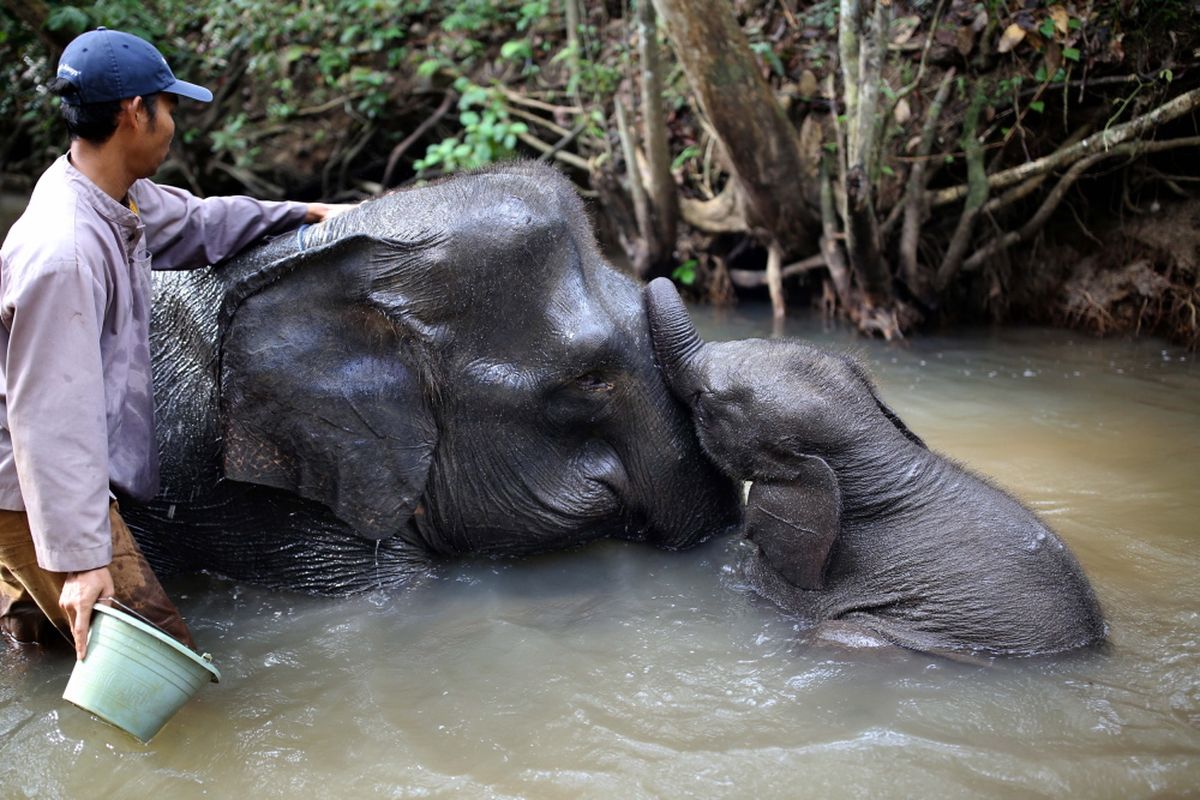 Mahout dari Elephant Response Unit (ERU) sedang memandikan gajah di Kawasan Taman Nasional Way Kambas (TNWK), Kabupaten Lampung Timur, Lampung, Senin (29/7/2017). Gajah-gajah di Elephant Response Unit (ERU) telah jinak dan sudah dilatih untuk membantu manusia, salah satu kontribusi gajah-gajah ini adalah membantu mendamaikan jika terjadi konflik manusia dengan gajah-gajah liar.
