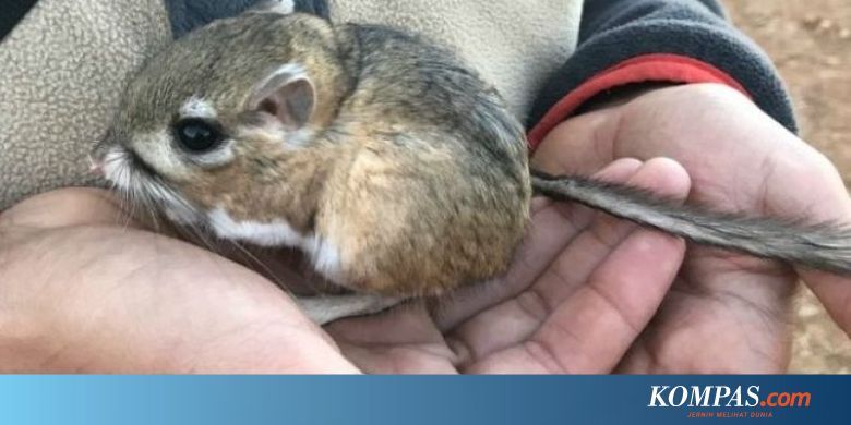 Sempat Dikira Punah Tikus Kanguru Ini Ternyata Masih Hidup
