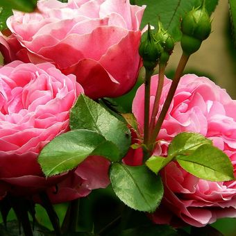 Ilustrasi bunga mawar pink. 