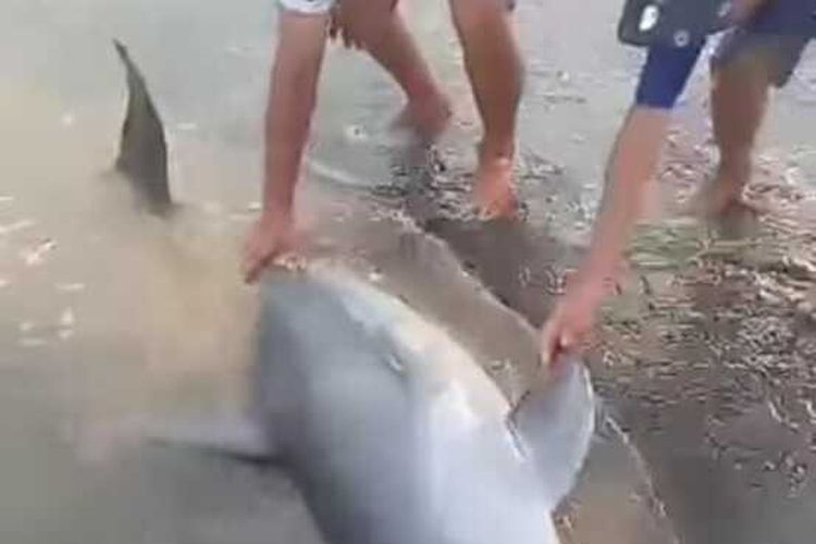 Video yang mendokumentasikan seekor lumba-lumba liar sepanjang satu meter lebih terdampar di bibir pantai Kisik, Desa Bandungharjo, Kecamatan Donorejo, Kabupaten Jepara, Jawa Tengah viral di media sosial baru-baru ini.
