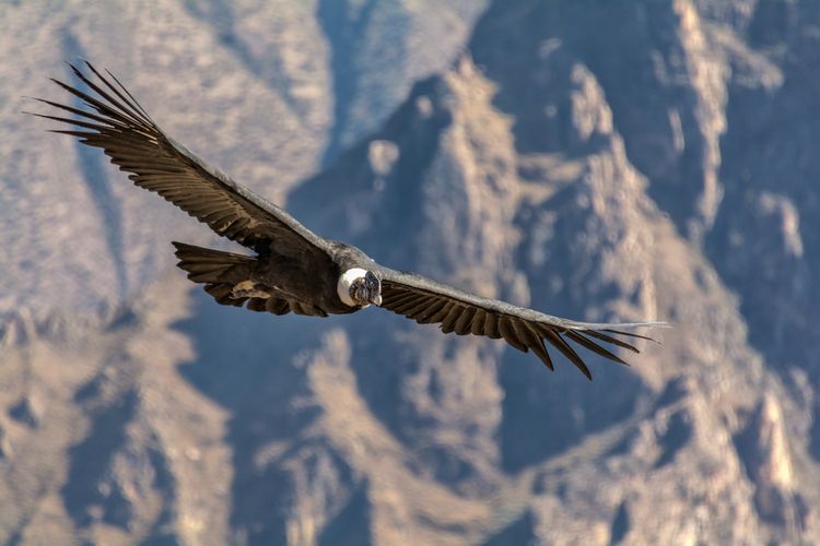 Burung kondor andes (Vultur gryphus), salah satu burung terbesar di dunia. Burung ini dapat terbang tanpa mengepakkan sayap hinga beberapa jam.