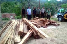 Puluhan Kayu Illegal Logging Ditemukan di Kebun Cokelat di Tanggamus