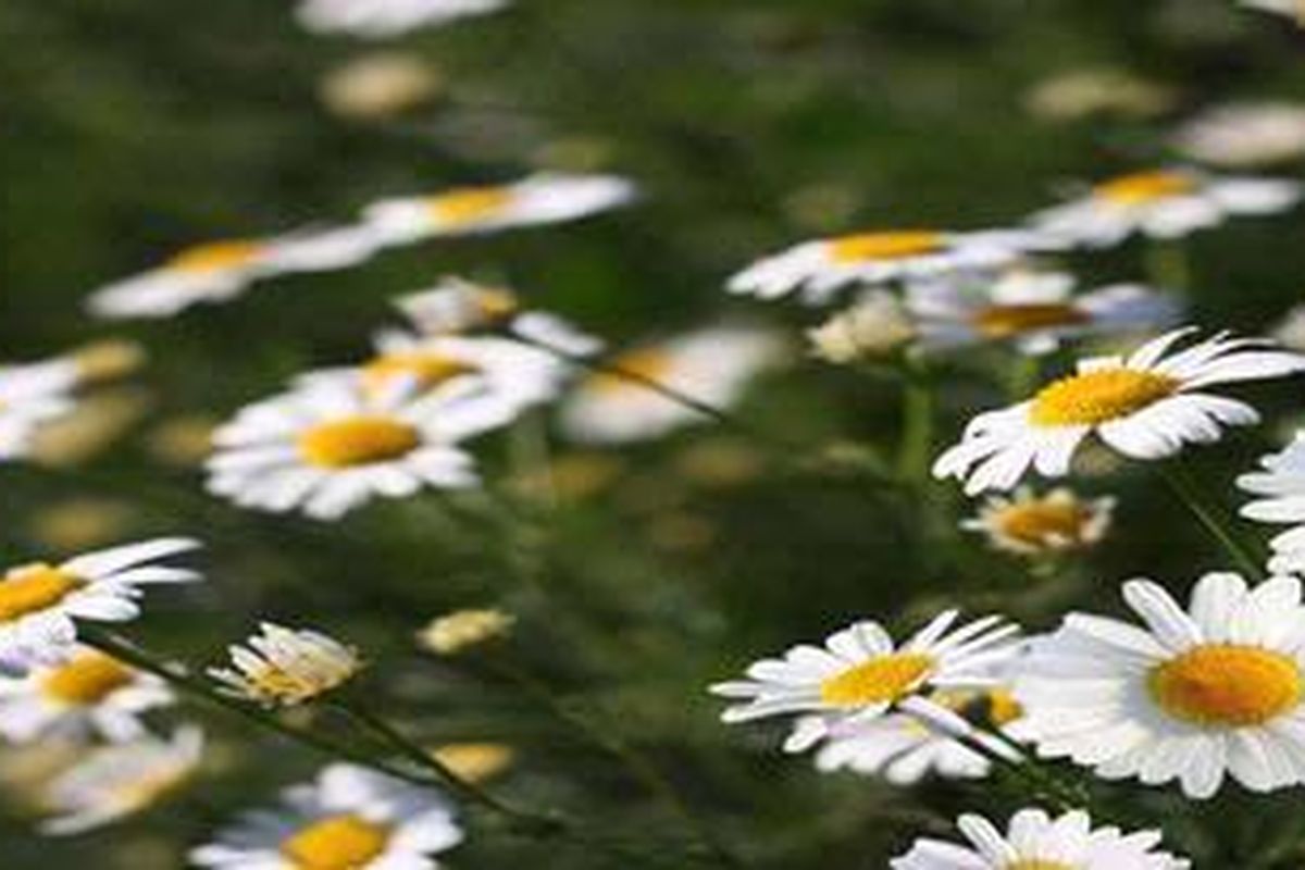 Akan lebih bermanfaat jika sebagai ganti semen, digunakan beragam tanaman penutup tanah (ground cover).  