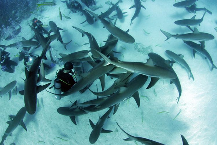 Menyelam dengan hiu di Stuart Coves, Bahama.