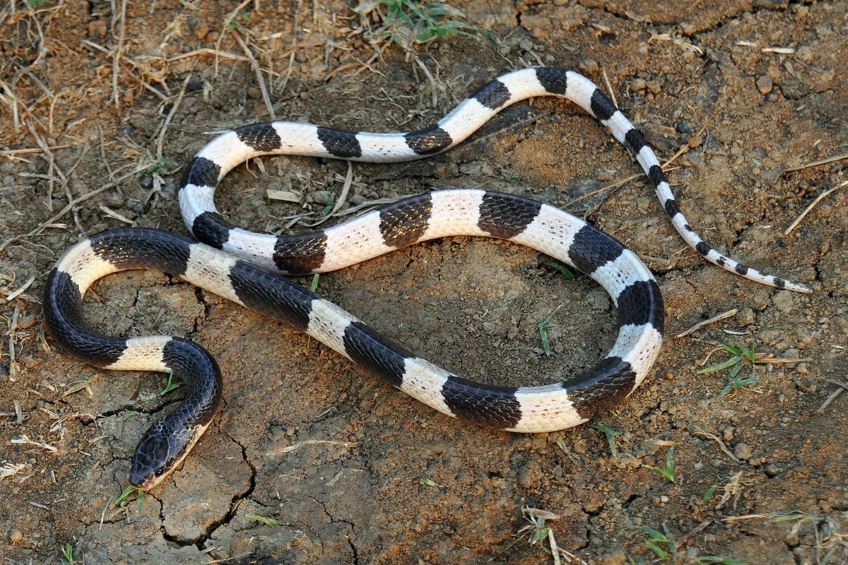 Bungarus candidus atau weling