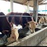 Selain untuk Ibadah, Berkurban Bisa Jadi Bantalan Ekonomi di Masa Pandemi