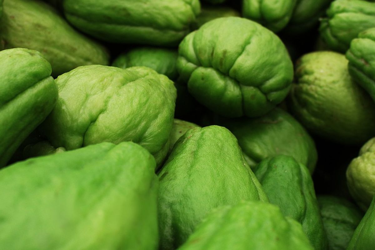 Labu siam yang sudah dipanen