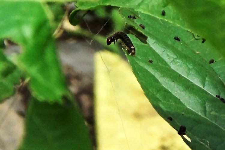 Memasuki musim penghujan ulat hitam sebesar lidi tusuk sate  dari kebun jati menyerbu rumah warga di Kabupaten Magetan.