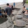 29 Penyu Hijau Diselundupkan ke Bali, 5 Ekor Mati