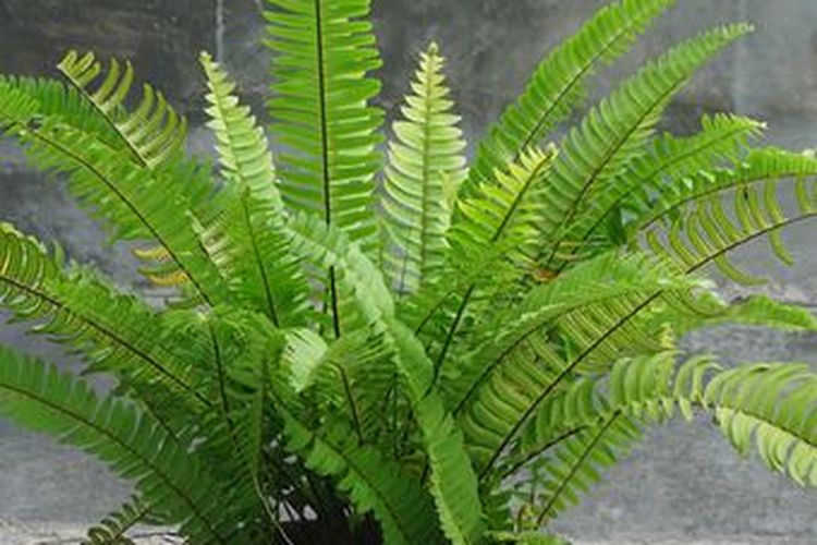 Tanaman pakis Boston.