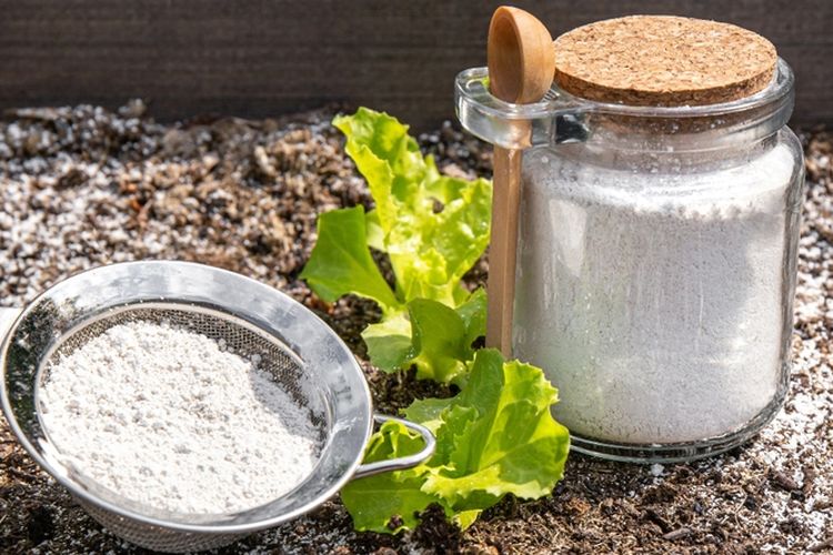 Ilustrasi tanah diatom. Tanah diatom memiliki banyak manfaat untuk tanaman dan membasmi semut.