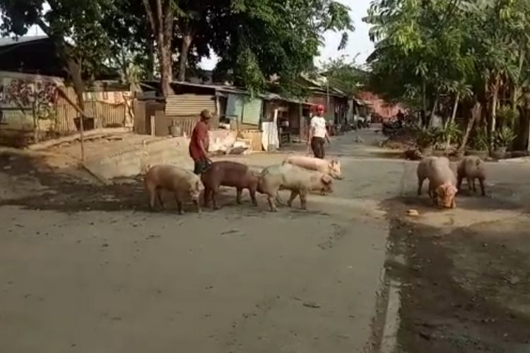 Babi yang melintas di jalan raya dan siap dipotong di RPH, Kapuk, Jakarta Barat, Kamis (5/12/2019)