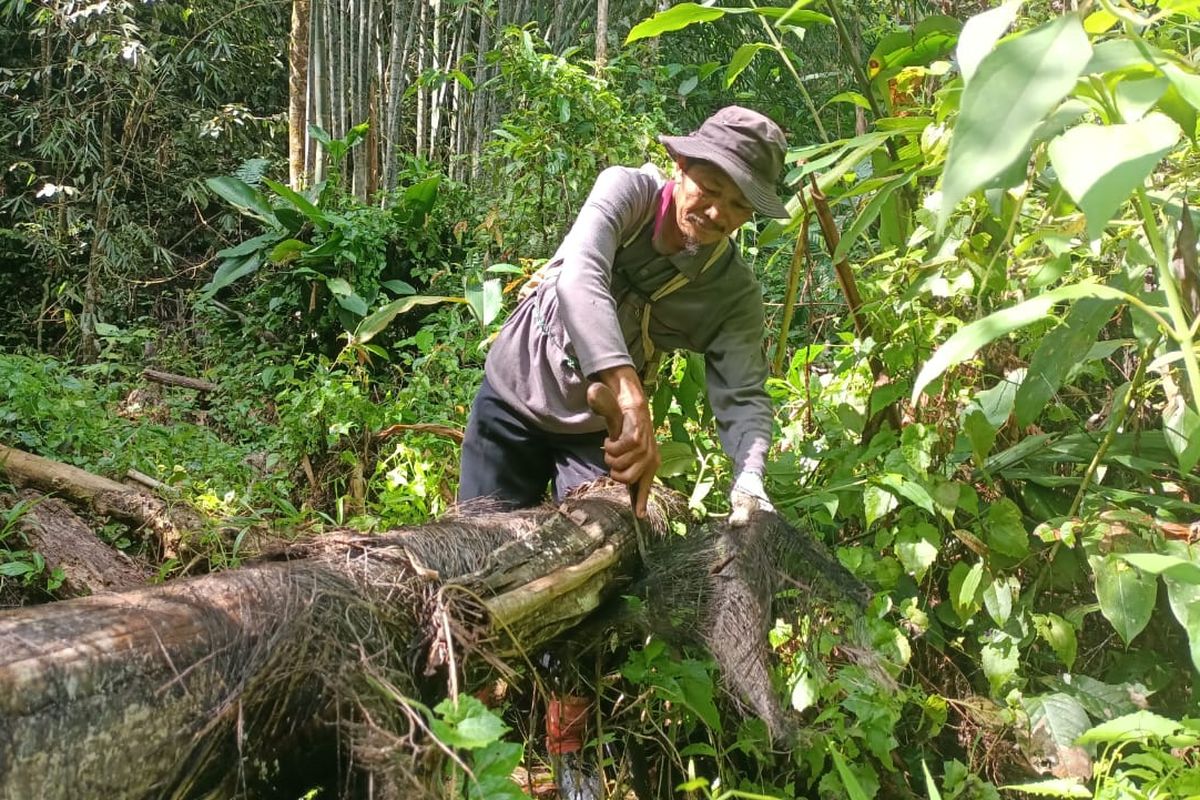 Dahyar warga Betung Kuning, Kerinci, satu diantara anggota Lembaga Pengelola Hutan Adat (LPHA) memotong pelepah batang Bayeh yang sudah mati untuk diambil ijuknya, Sabtu (29/6/2025).