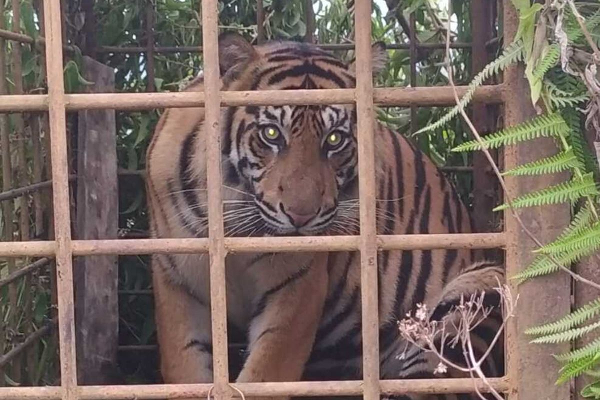 One of two Sumatran tigers snared in a trap in Solok Regency, West Sumatra (8/12/2020)