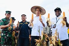 Presiden Jokowi: Jagung di Keerom untuk Memenuhi Kebutuhan Pangan di Indonesia Timur