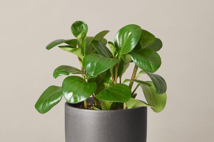 Peperomia Obtusifolia