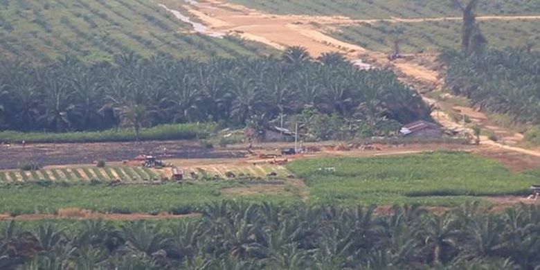 Secara akumulatif, dalam tahun 2019 tercatat seluas 15.140 ha hutan beralih fungsi menjadi kelapa sawit dan lainnya. 