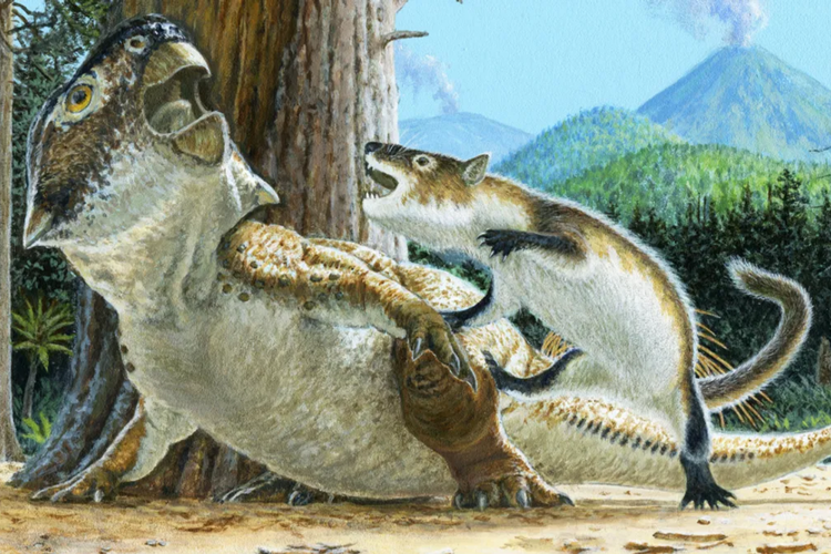 Ilustrasi pertarungan antara mamalia awal dengan dinosaurus pemakan tanaman. Bukti fosil yang ditemukan di China menunjukkan, mamalia juga memangsa dinosaurus pada jutaan tahun lalu.