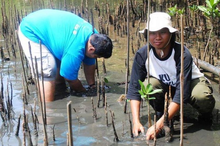 Koordinator Komunitas Mangrove Bengkulu Riki Rahmansyah saat menanam mangrove di salah satu pulau di Bengkulu