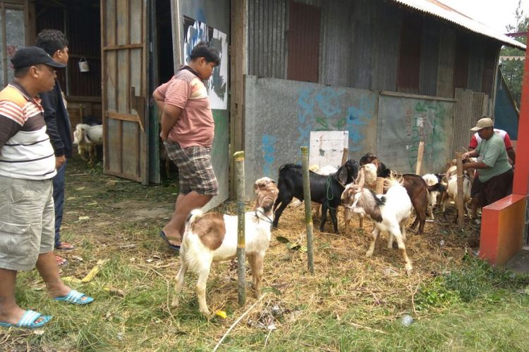 Kusmono, seorang pedagang kambing asal Kalibening, Banjarnegara, Jawa Tengah, menyiapkan kambing untuk dikirim ke Jakarta, Rabu (30/8/2017).