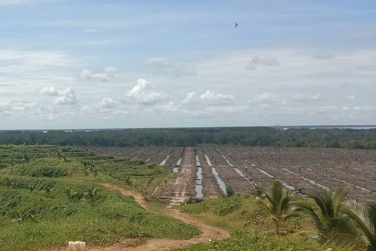 Kurang lebih 8 hektar tanaman mangrove di Kabupaten Nunukan Kaltara diduga dibabat seorang oknum.pengusaha. Lahan digunakan untuk kebun kelapa pandan 