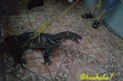 Dari Rawa ke Permukiman: Kisah Satwa yang Kehilangan Habitat