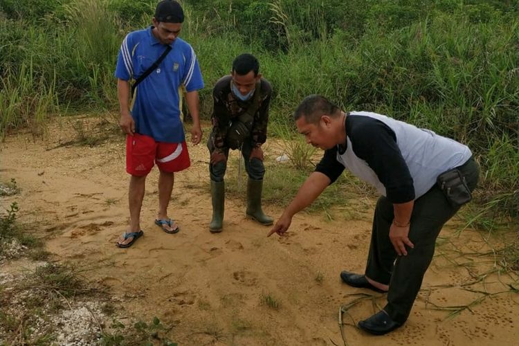 Tim BBKSDA Riau dan warga setempat mengecek jekak harimau sumatera yang ditemukan didekat permukiman warga Desa Kualu Nenas, Kecamatan Tambang, Kabupaten Kampar, Riau, Jumat (6/12/2019).