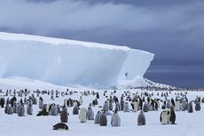 Es Antartika Meleleh, Kuburan Penguin Berusia 5.000 Tahun Terungkap