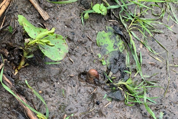 Warga Gateshead, Inggris, menemukan jempol kaki manusia di lapangan berlumpur,tapi ternyata adalah kentang.